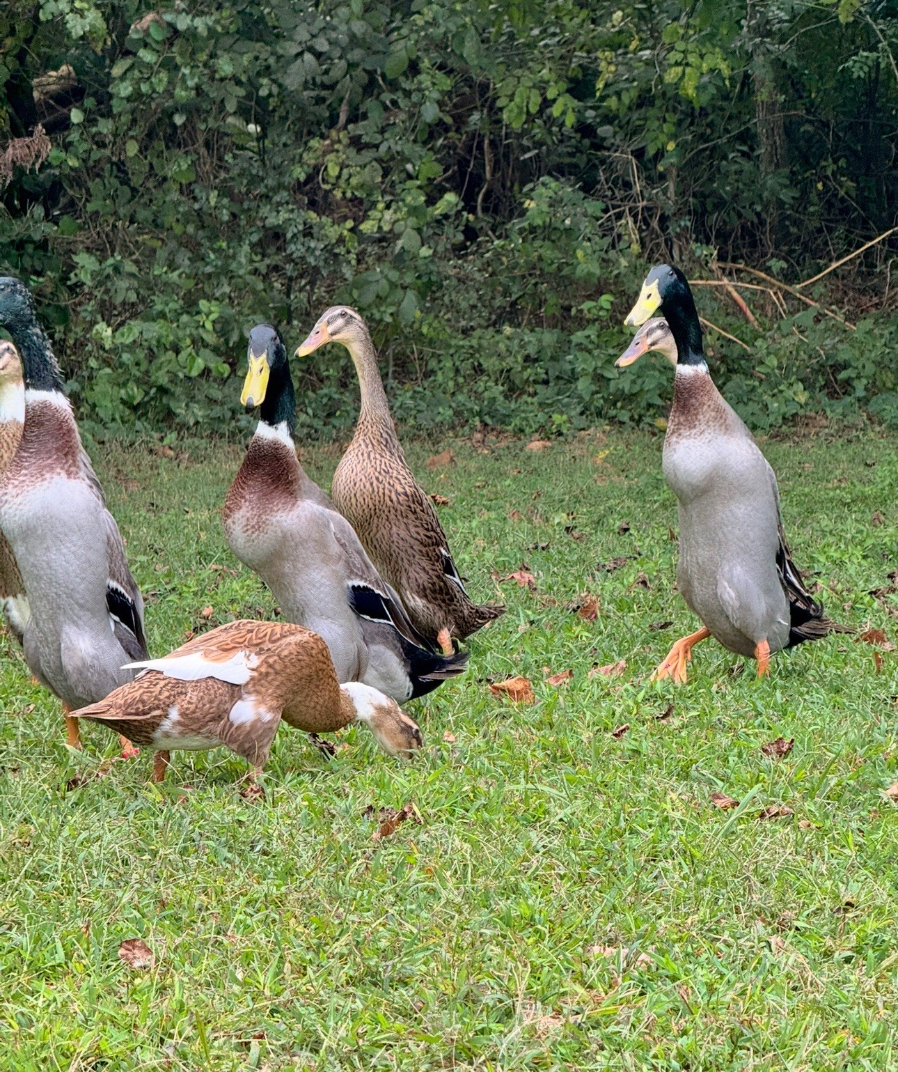 6++ Grey (Mallard) Indian Runner Duck Hatching Eggs