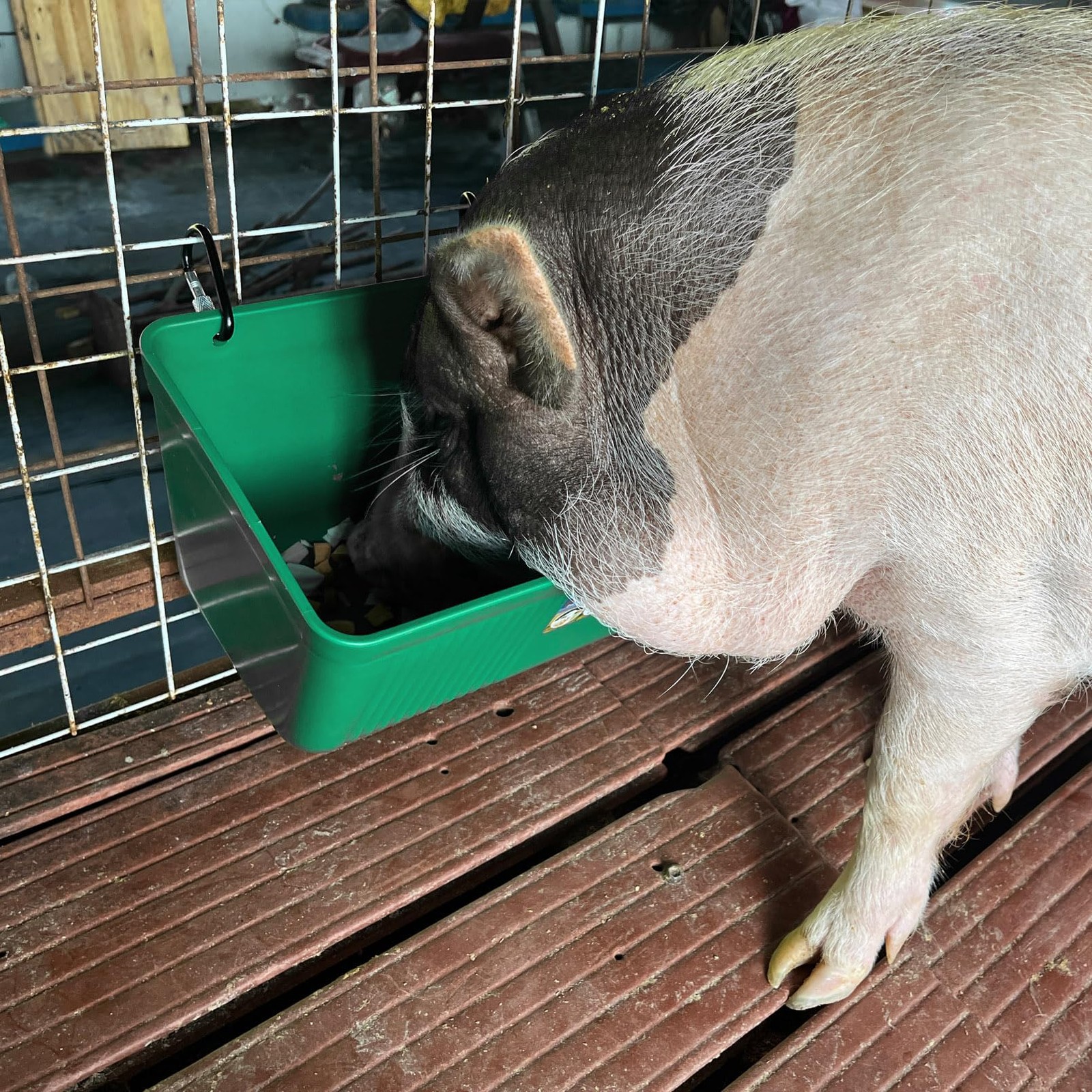 Large Feed Trough and Goat Feeder - 2 Pack Hanging Feeder with Clips, Waterer...