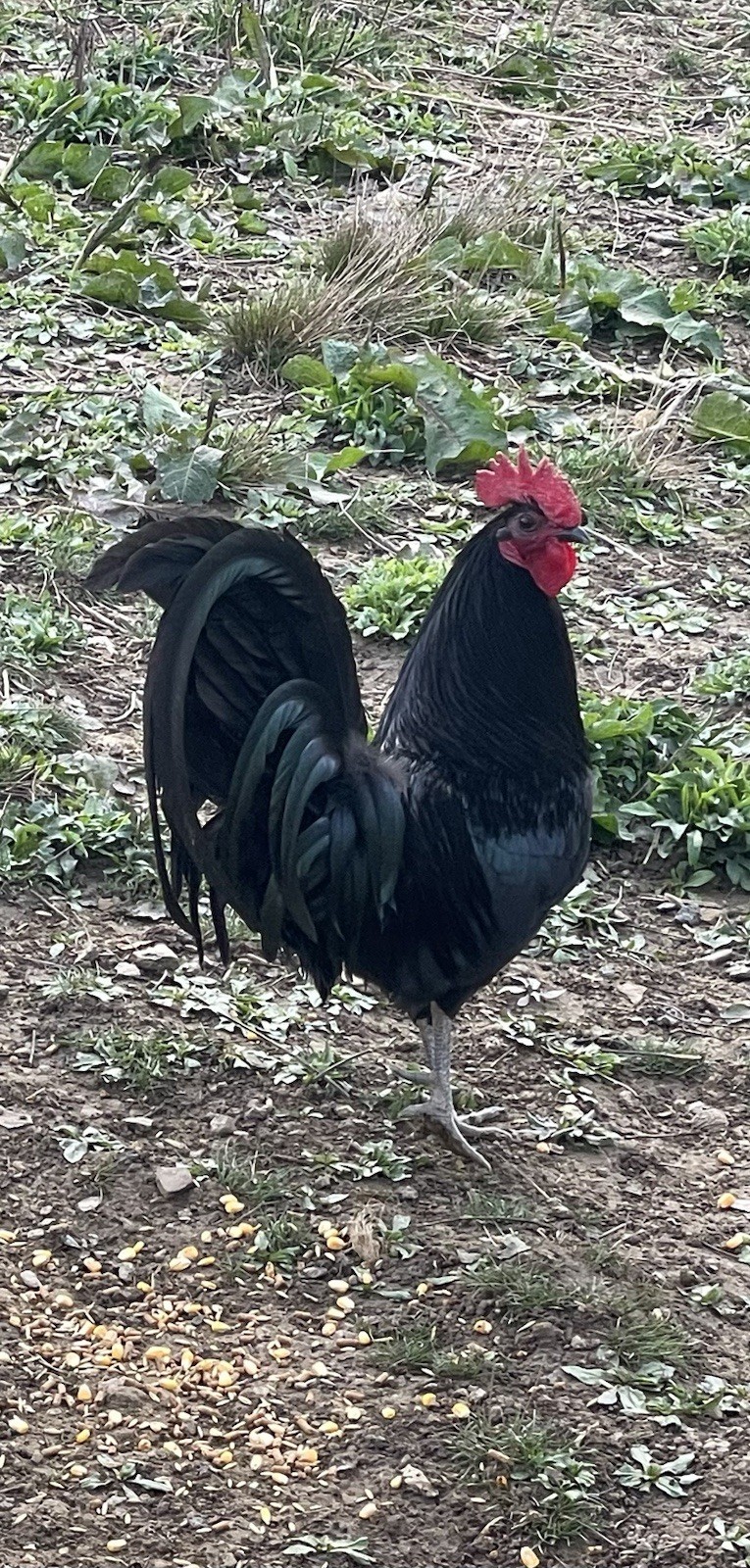 SID hatching eggs