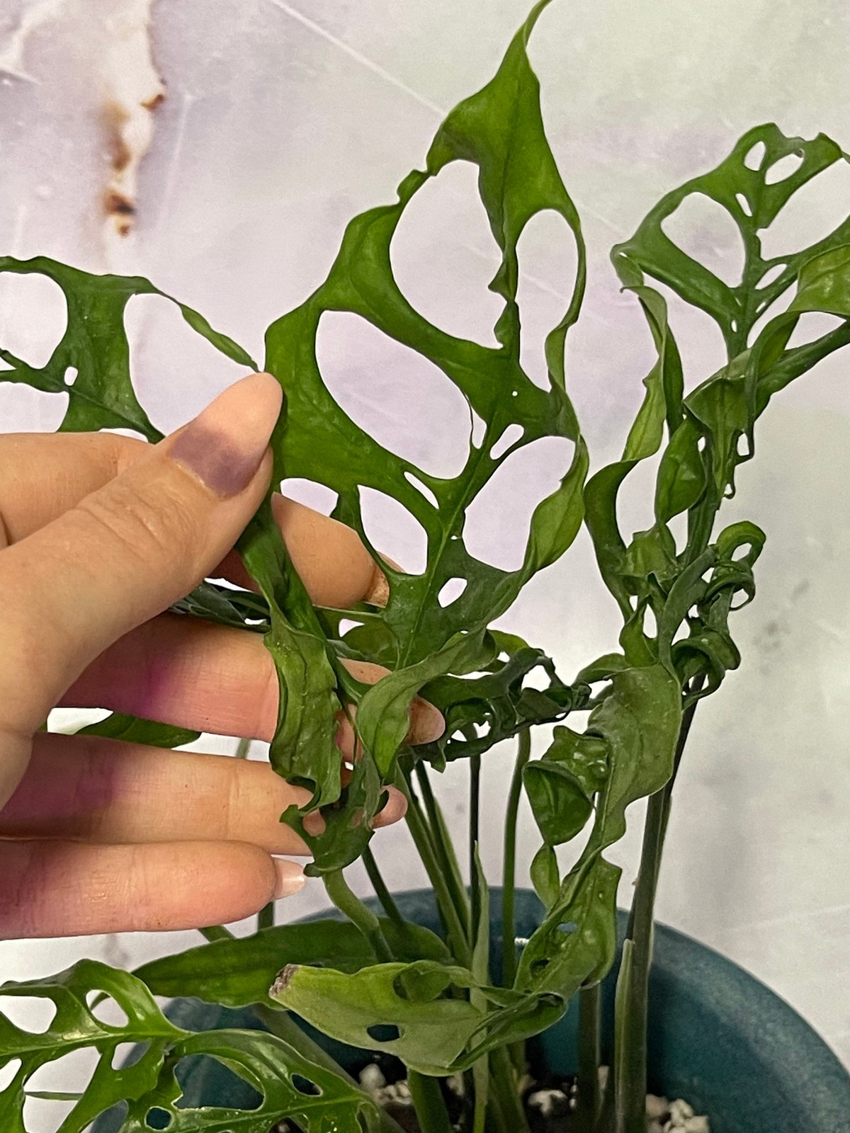 Monstera Obliqua Cutting and Rooted Plant
