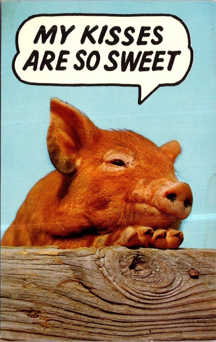(1450) 31-8-2025 - Humour - Pig / Cochon