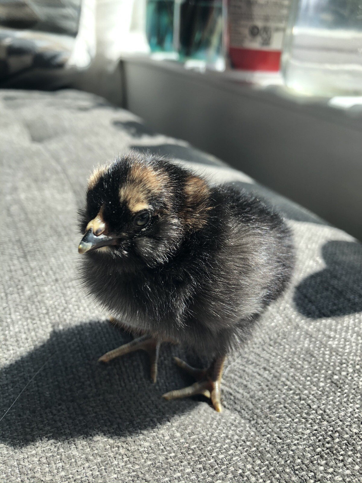 Hatching Eggs OLIVE 6+ extras EE Marans Olive / Mint / Sage / Green Rainbow