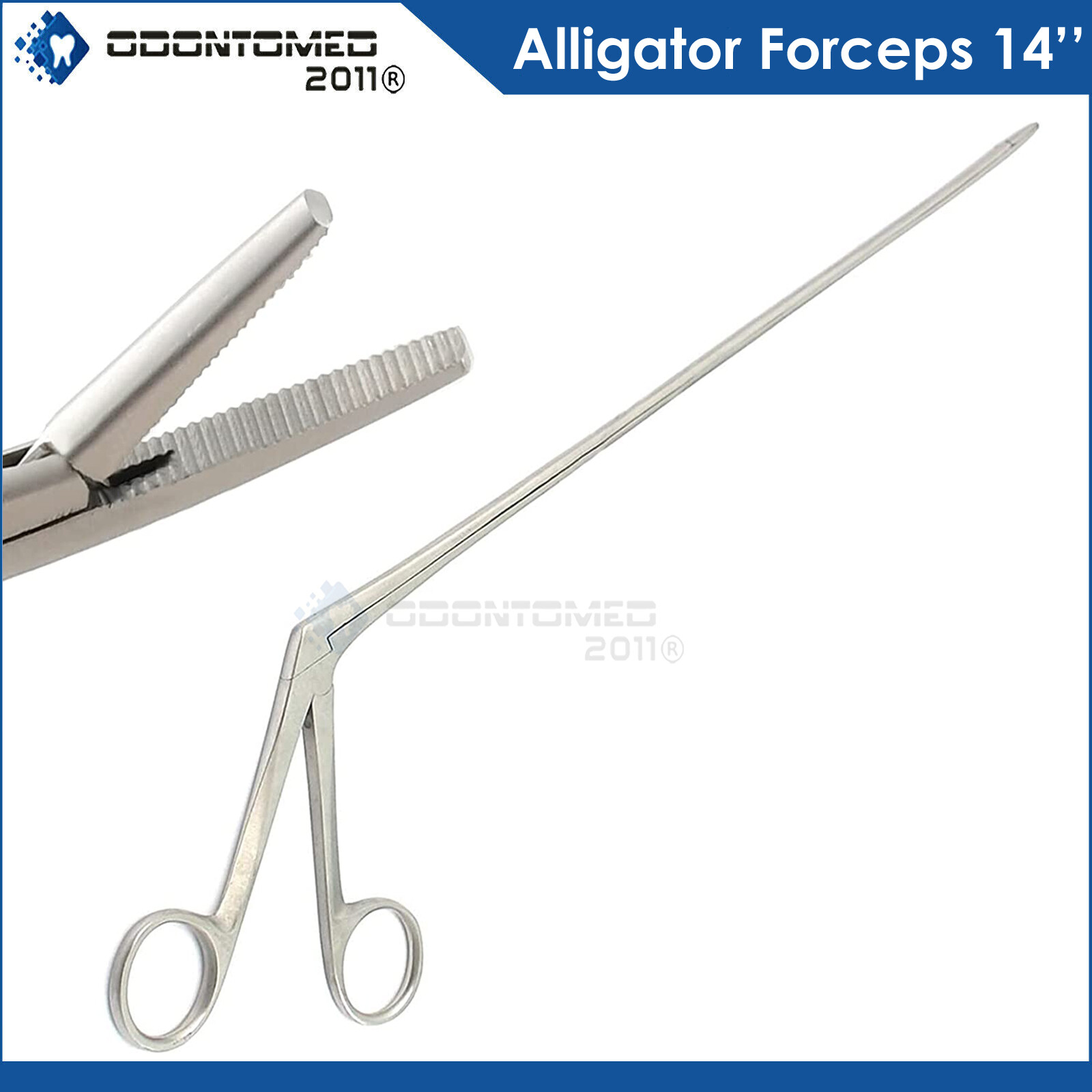 Alligator Forceps 14''  11.5'' Shaft Stainless Steel Surgical Serrated