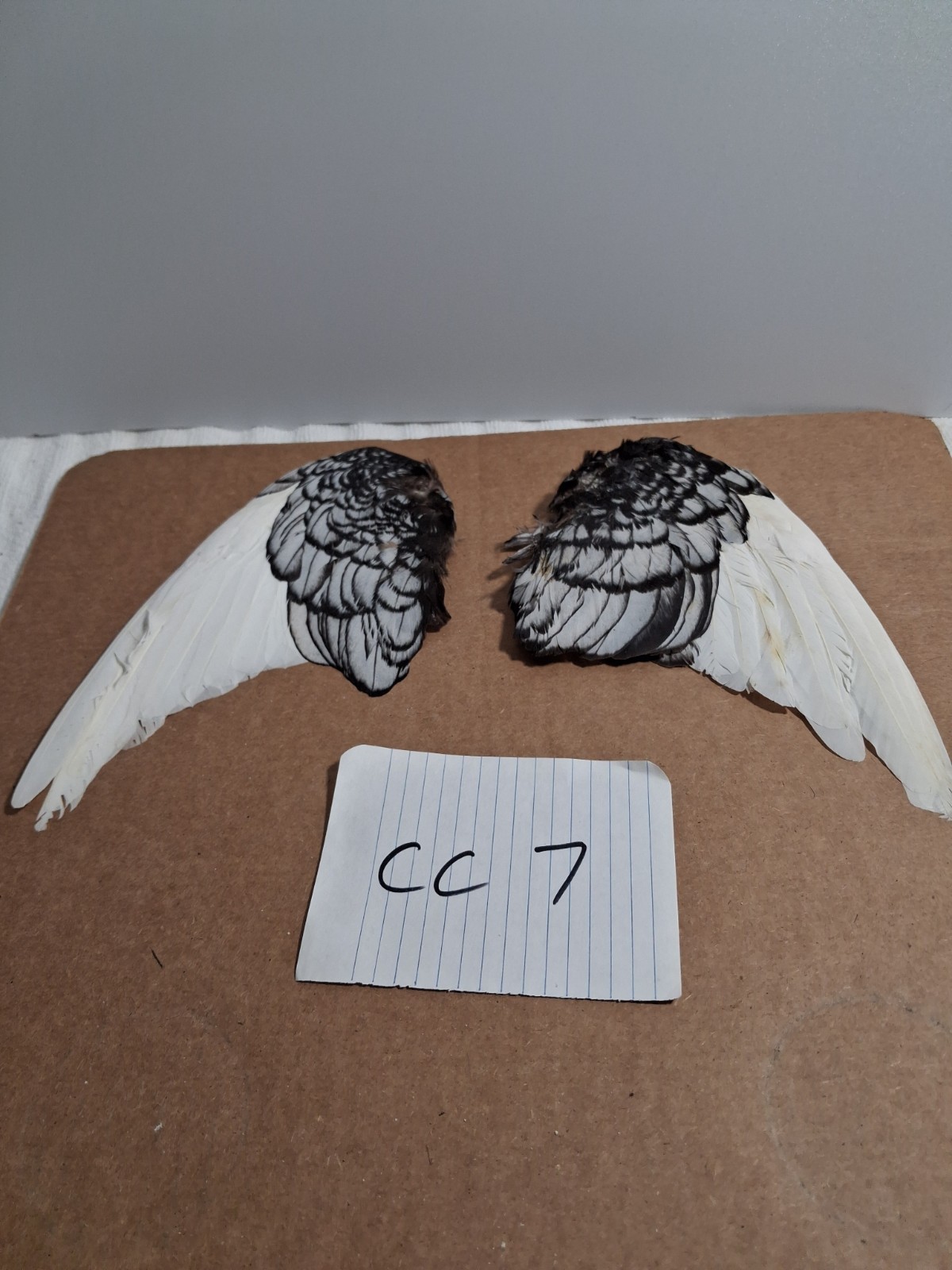Pair Pigeon Wing Feathers Fly Tying Crafts Taxidermy Natural Causes CC7
