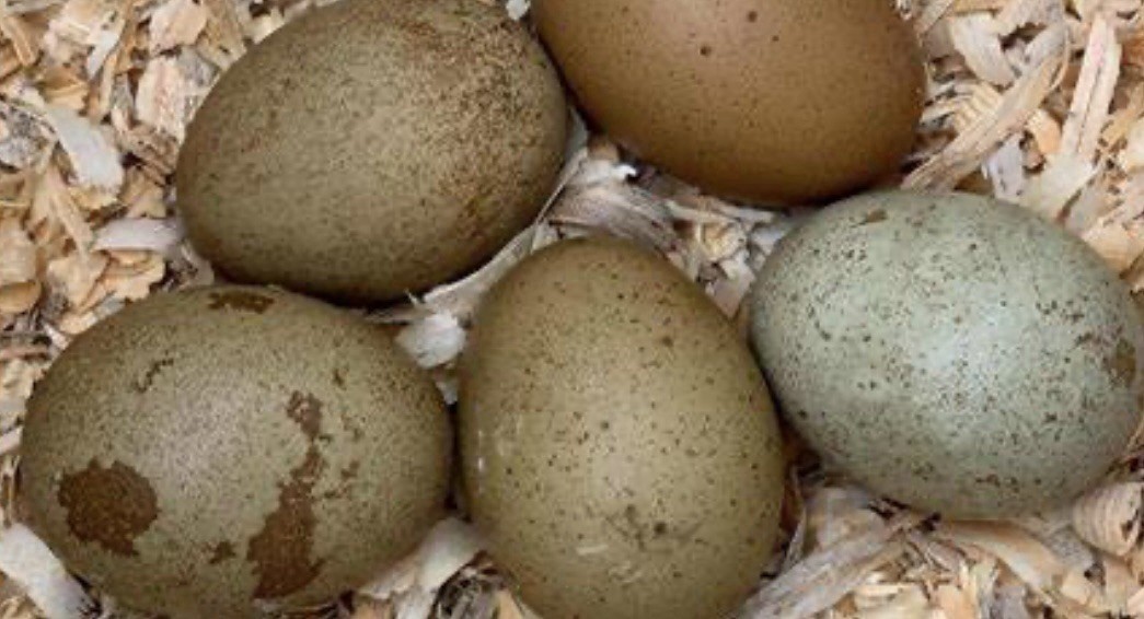 6 Dark and speckled GREEN Organic, fertile eggs! Beautiful colors!