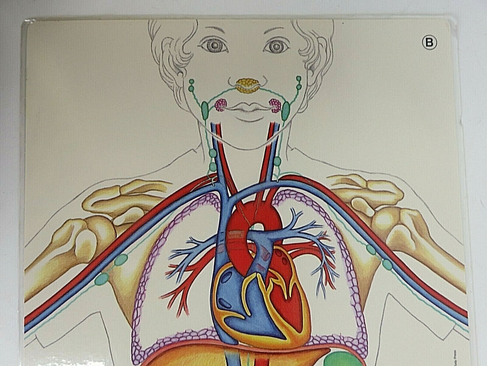 1987 Nystrom Digestive Circulatory Poster Laminated Chart 2 Sided Patricia Wynne