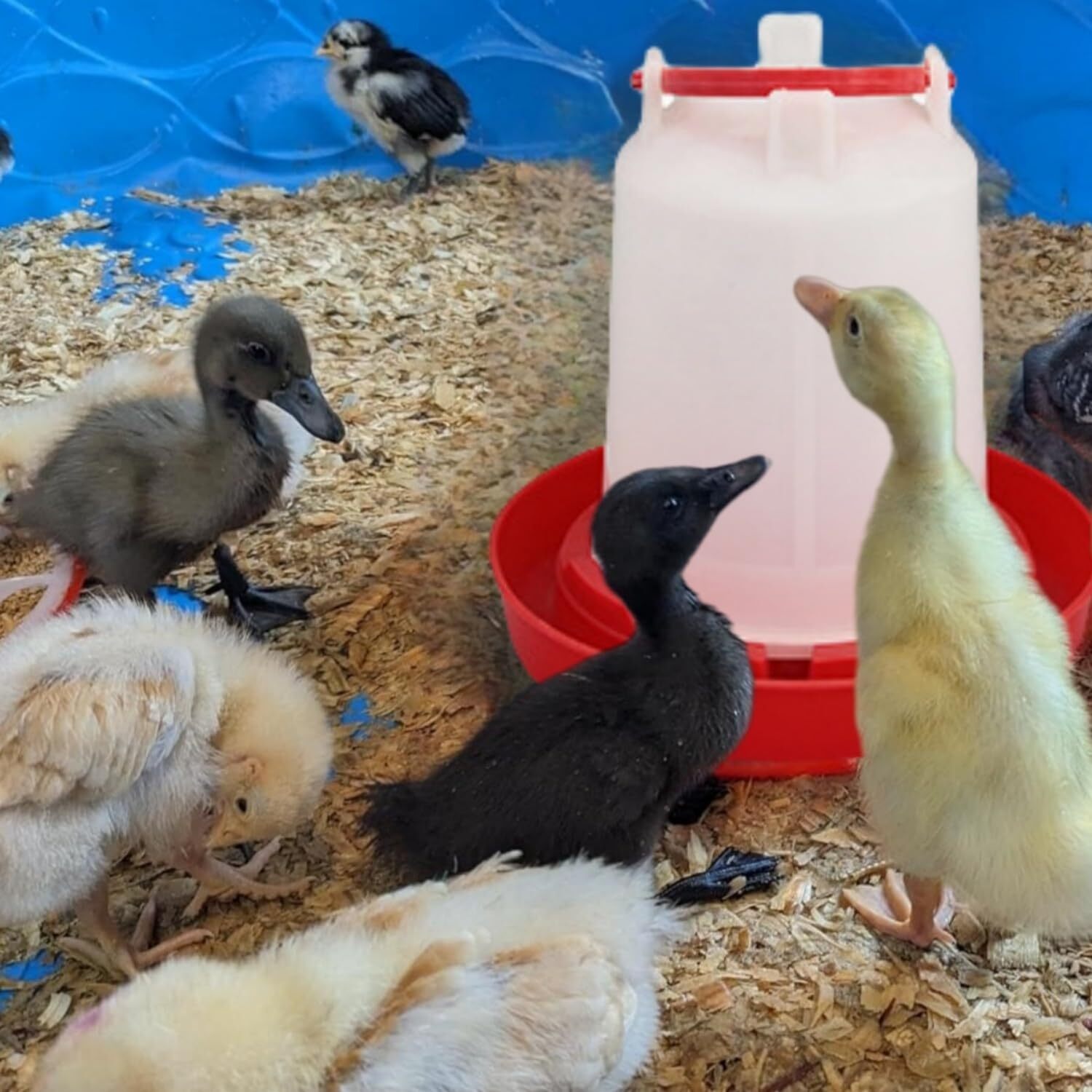 Plastic Poultry Drinker Chick Waterer Kit 1 L Waterer Hanging Container, 4 Pack