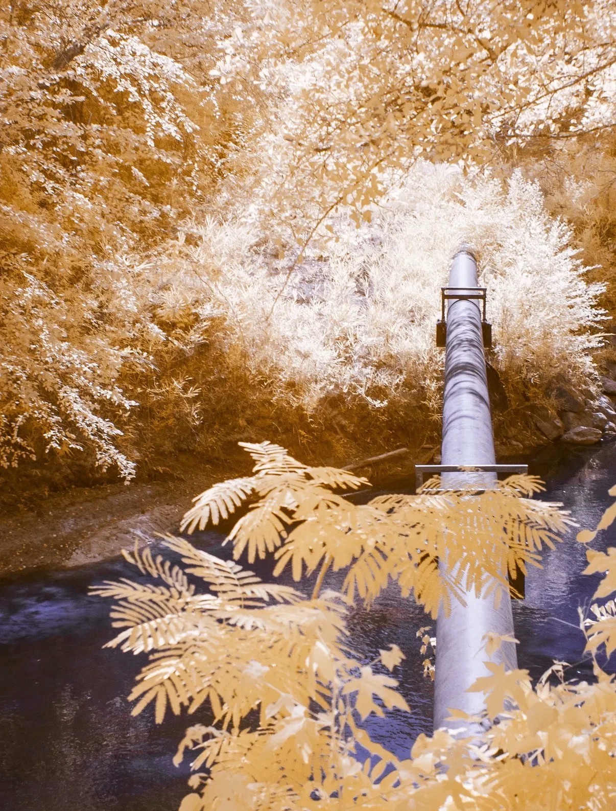 Infrared converted Camera Nikon D70  Full Spectrum