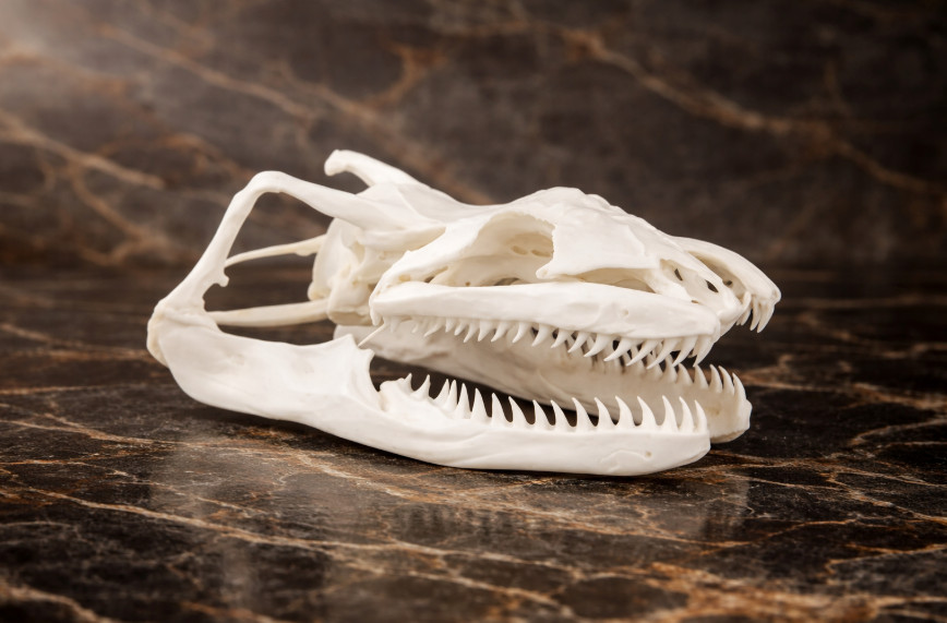 Large Anaconda Skull Replica Realistic Snake Skeleton Taxidermy Art New 1:1