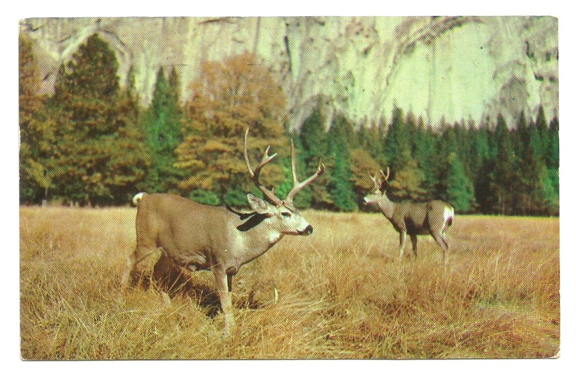 Mule Deer Postcards