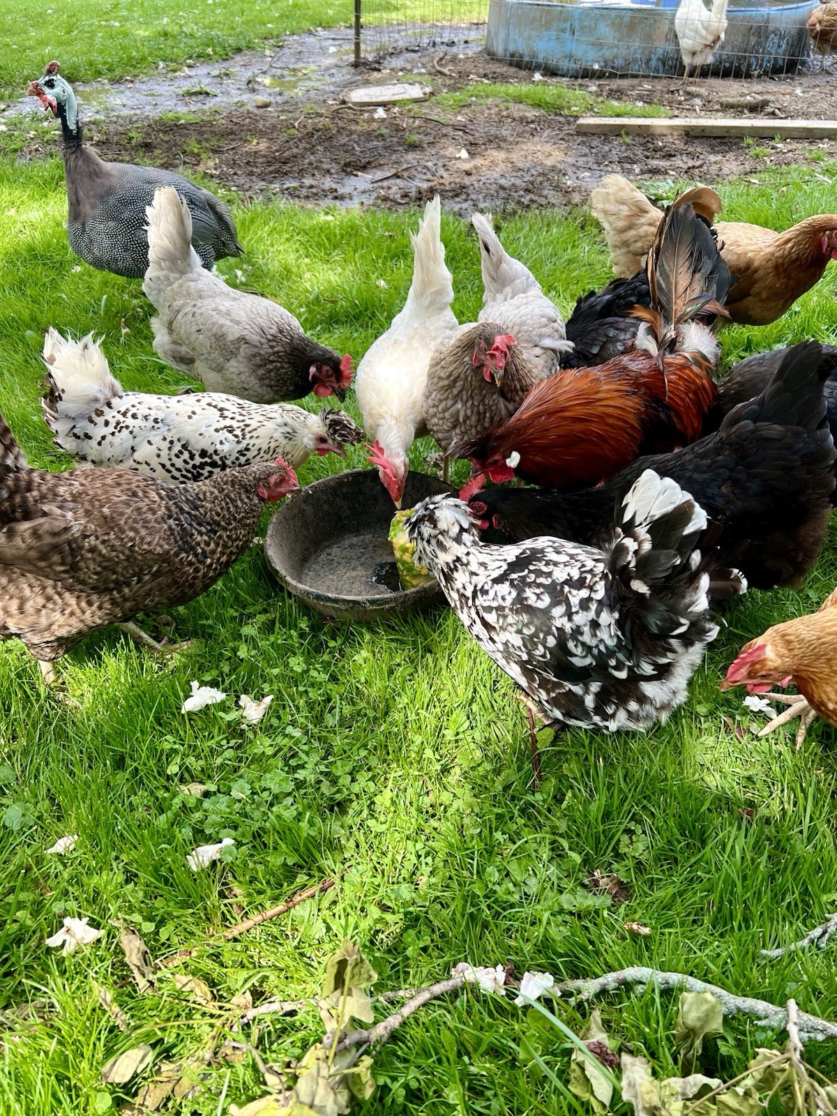 15+ Fertile Chicken Hatching Eggs