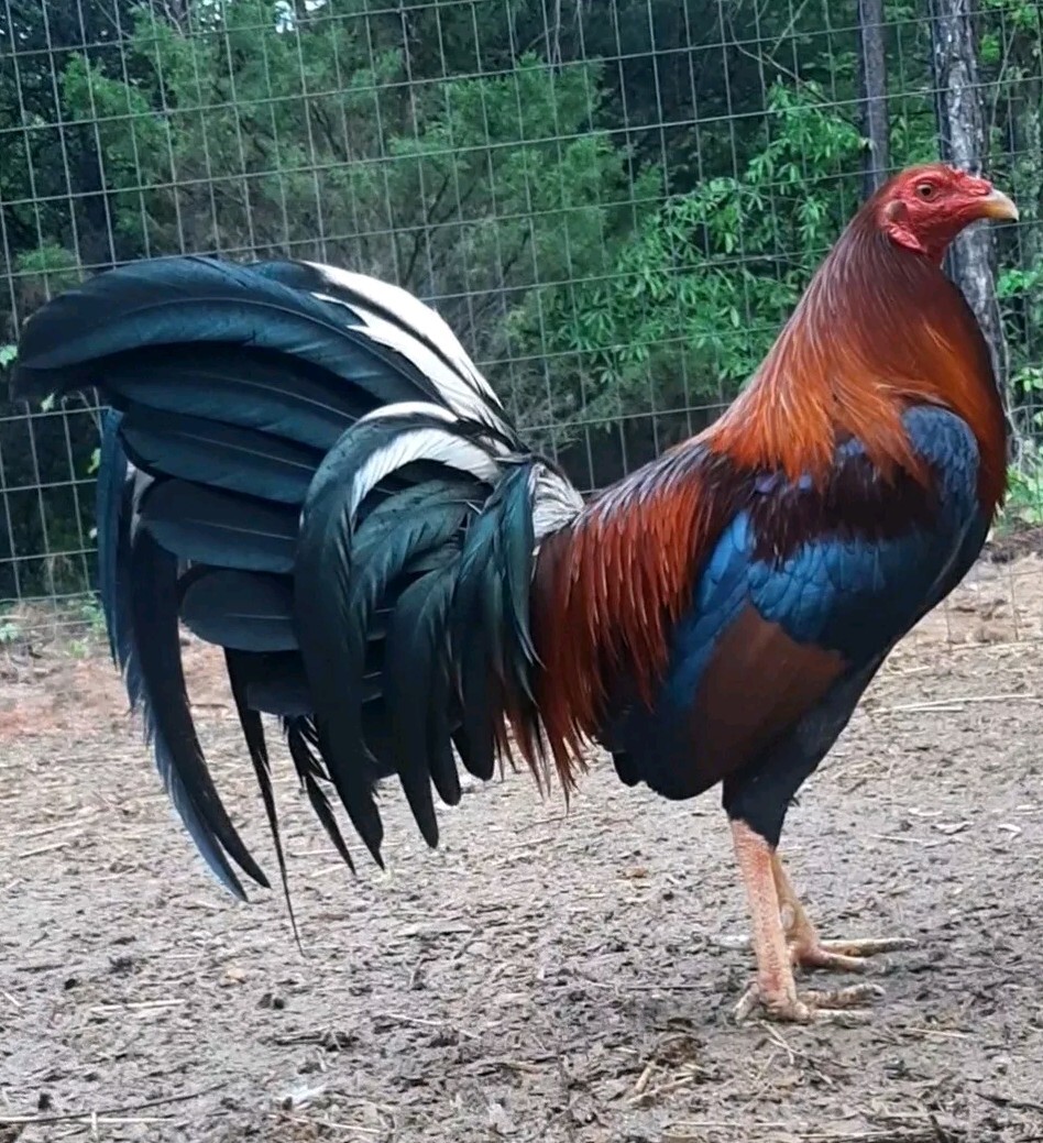 12 Chicken Hatching Eggs