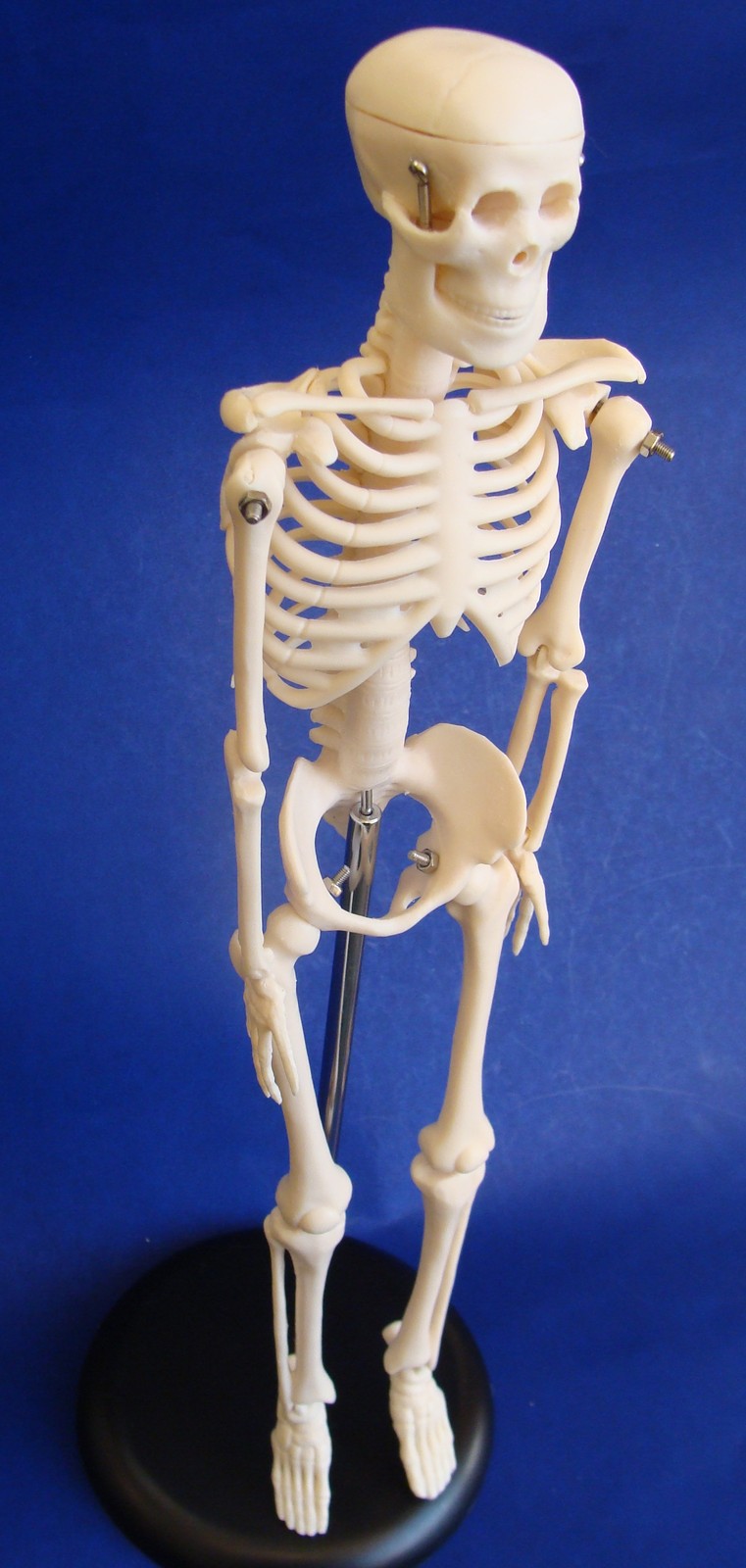 Model Anatomy Professional Medical Skeleton Miniature 42cm 17in IT-005 ARTMED