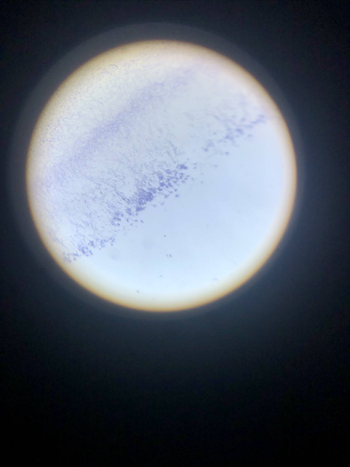 IQCrew Amscope TELMU Inverted Microscope