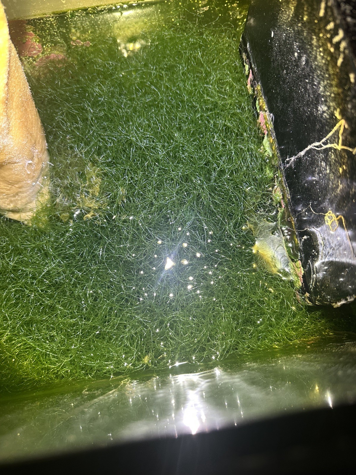 chaeto macro algae