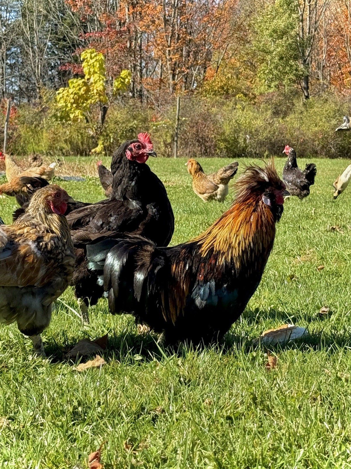 15+ Fertile Chicken Hatching Eggs