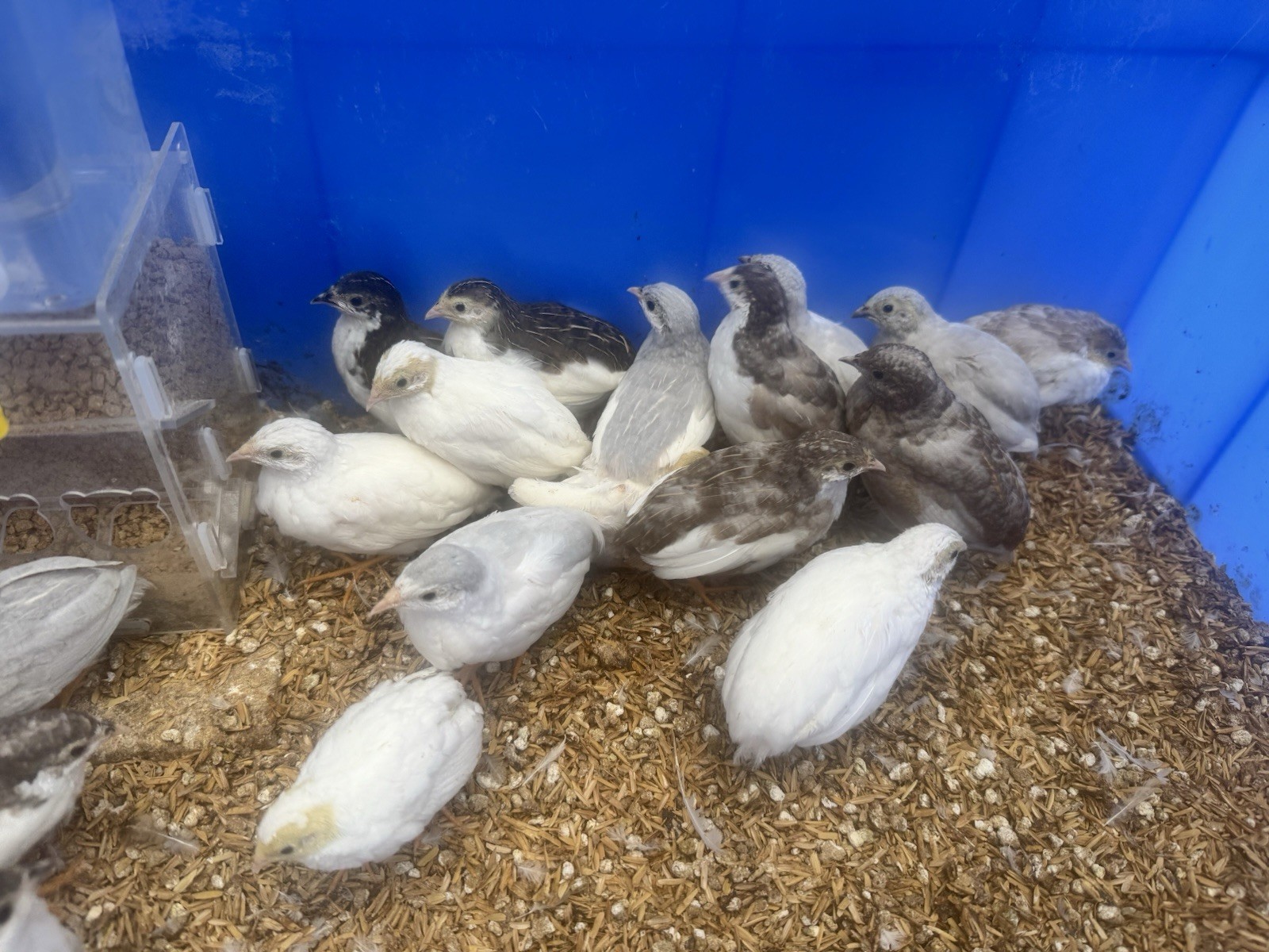 12 Button Quail Hatching Eggs, Multiple Colors
