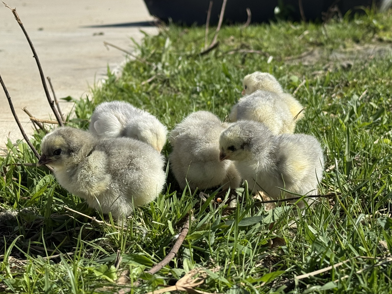 1 Lavender or Isabel Brahma Hatching Egg