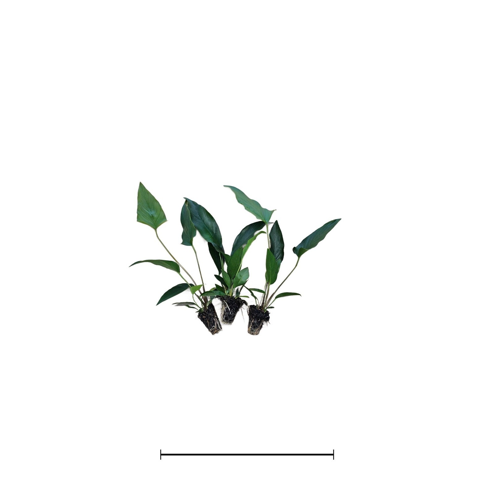 Anubias Starter Bundle (3-Pack) – Medium to Large Live Aquarium Plants