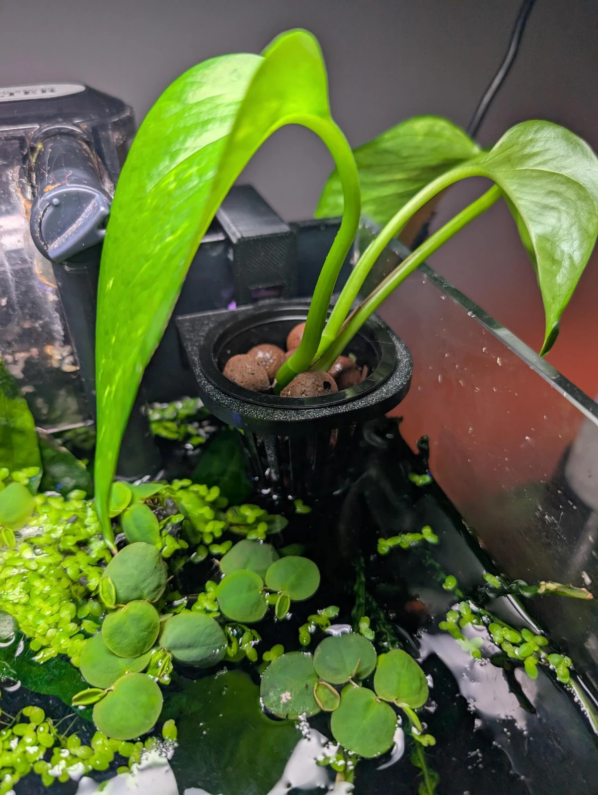 2” Net Pot Holder for Aquariums Single + Double. Pots included!