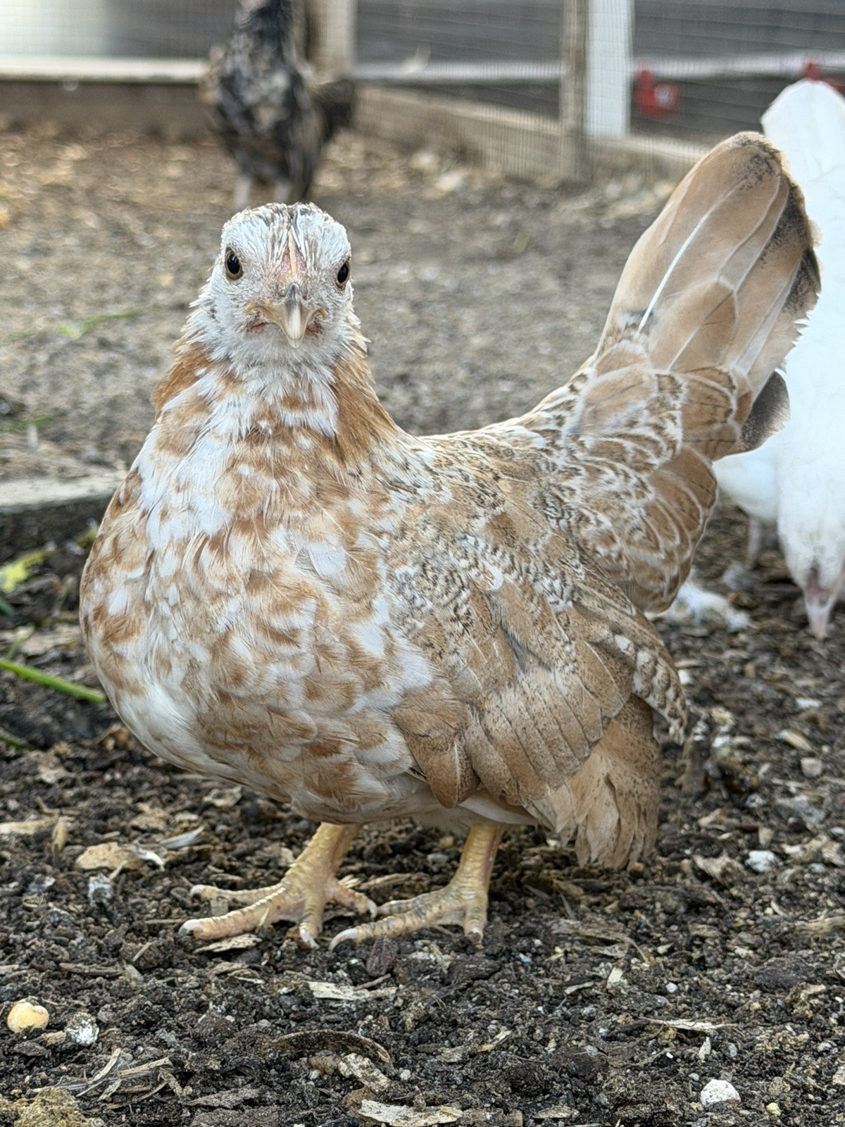 8 Kikiriki Hatching eggs NPIP/AI and PT Clean