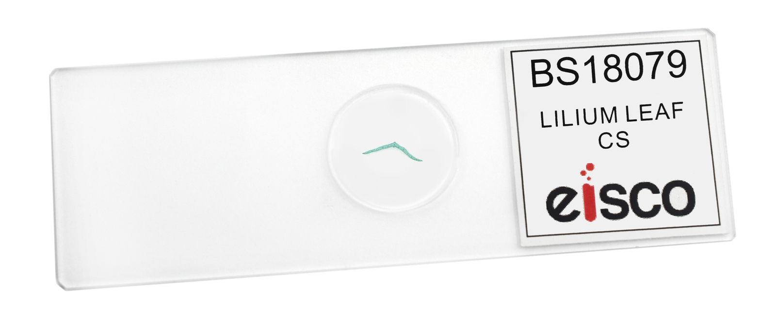 Lilium Leaf - Prepared Microscope Slide - 75x25mm - Eisco Labs