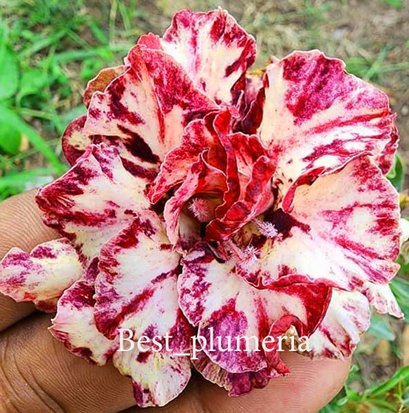 Adenium Obesum Desert Rose " blueberry4 " 150 Seeds