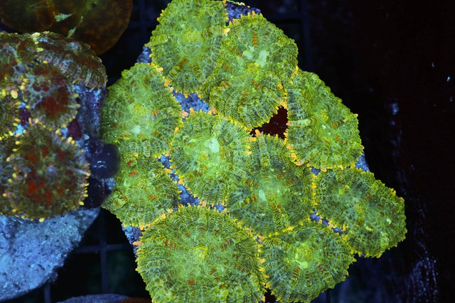 Rhodactis Mushroom Colony WYSIWYG - SAQ Coral Farm