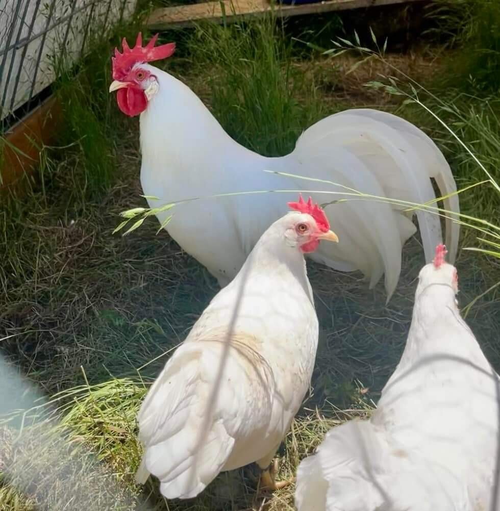 12+ Leghorn Bantam Hatching Eggs - Exhibition Breed