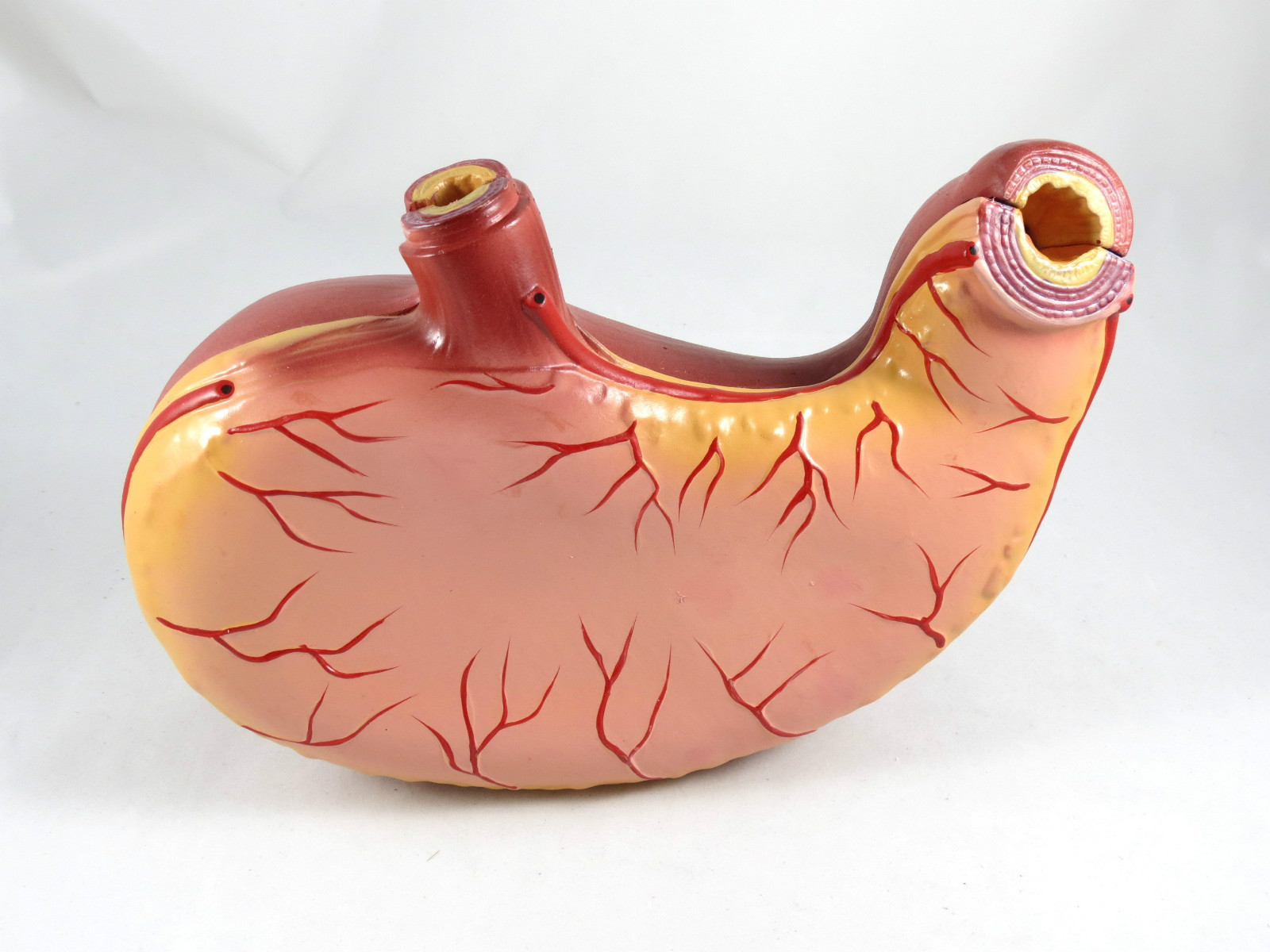 New Professional Educational Stomach Anatomy Medical Model IT-044 ARTMED