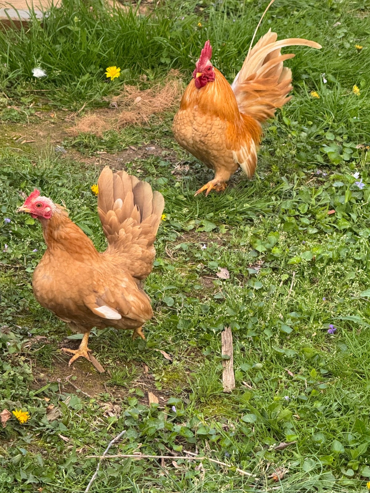 10 + small Serama Chicken Hatching Eggs