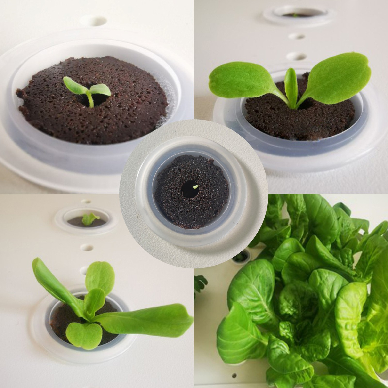Hydroponic Grow Sponges 20 Pieces Growing Replacement Blocks