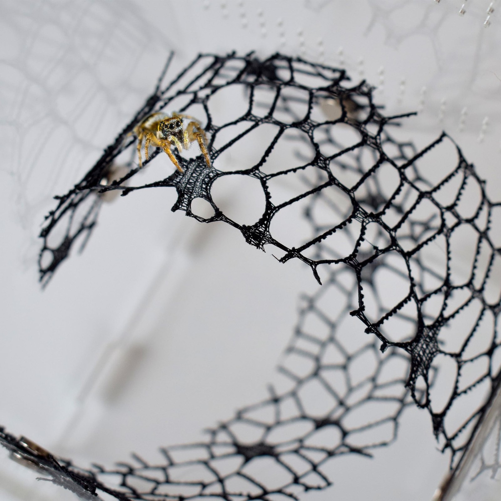 Jumping Spider Enclosure Accessories 4 PCS Jumping Spider Netting with Magnet...