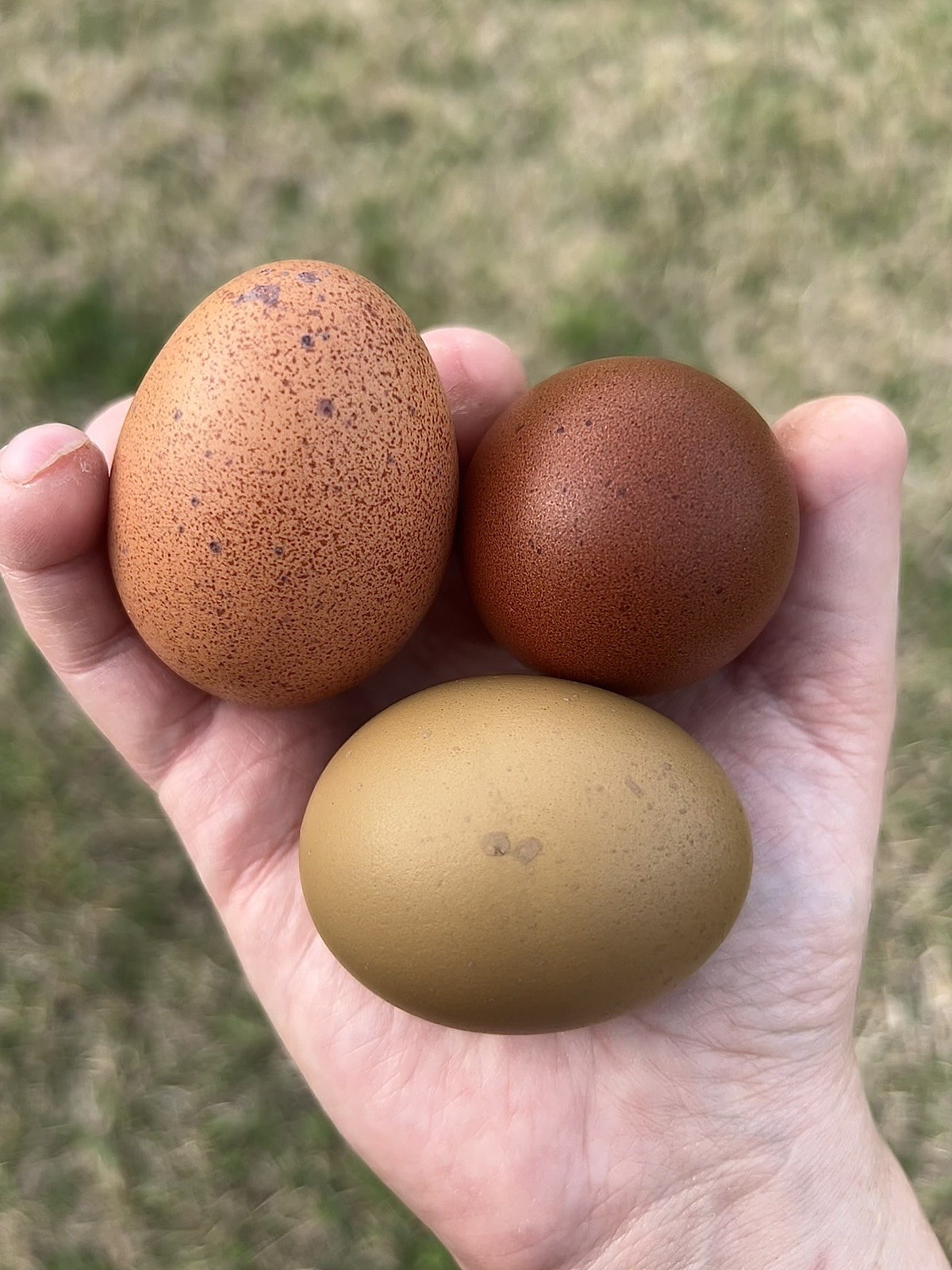 Speckled Galaxy Hatching EGGS Welsummers, Marans, Backcrossed Olive Eggers ✨🐣