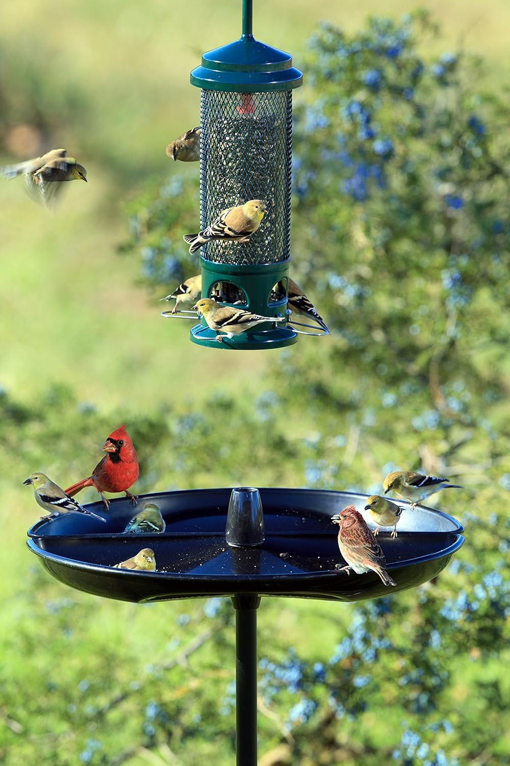 Seed Buster Seed Catcher Tray - REQUIRES a Birdsup Single Pole