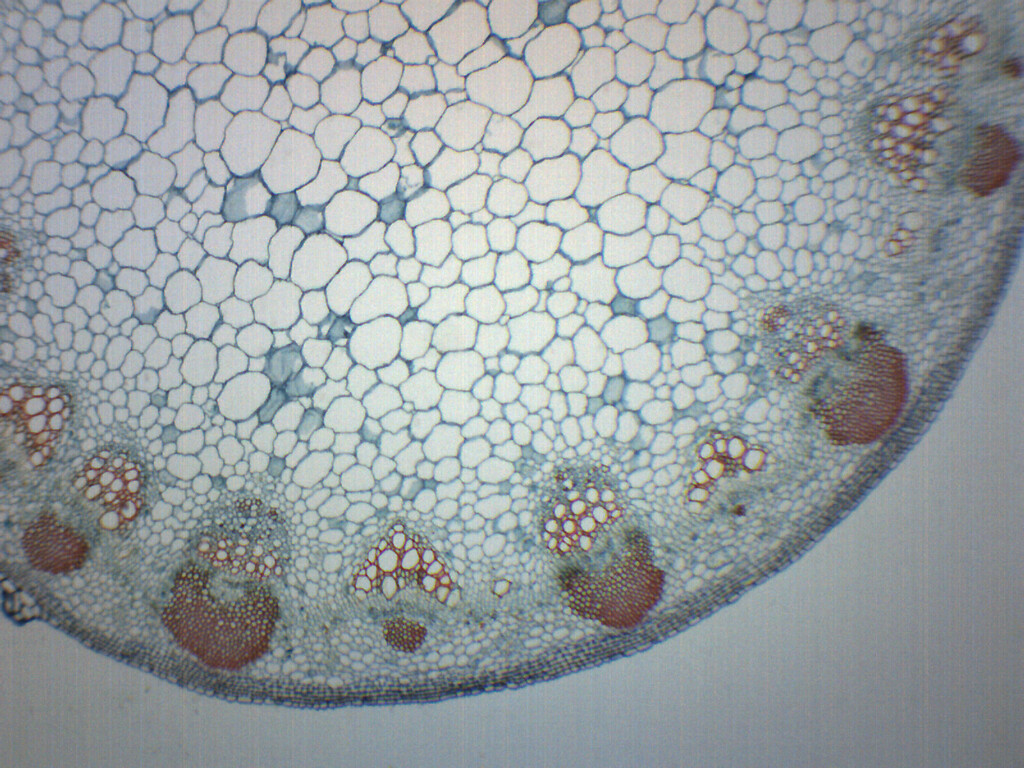 Sunflower Stem - Prepared Microscope Slide - 75x25mm - Eisco Labs