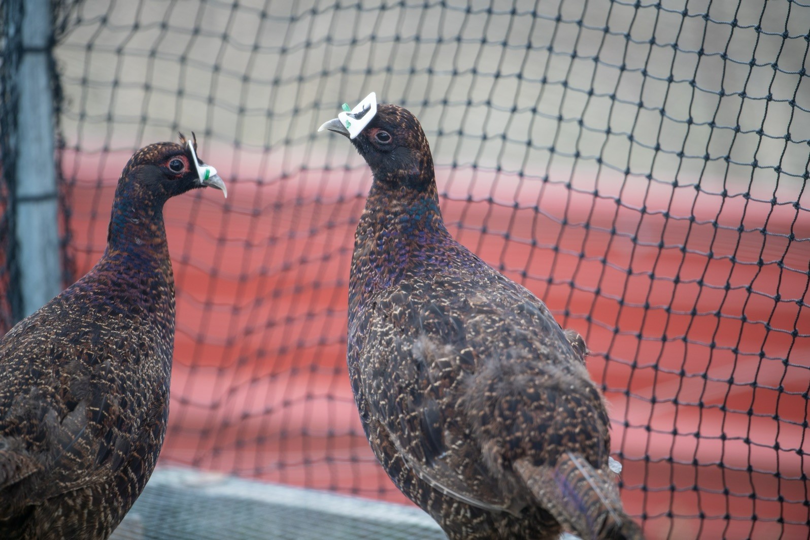 12+ Ringneck Pheasant Color Combo Hatching Eggs