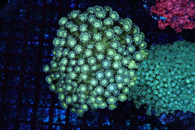Green Goniopora Coral Colony WYSIWYG - SAQ Coral Farm