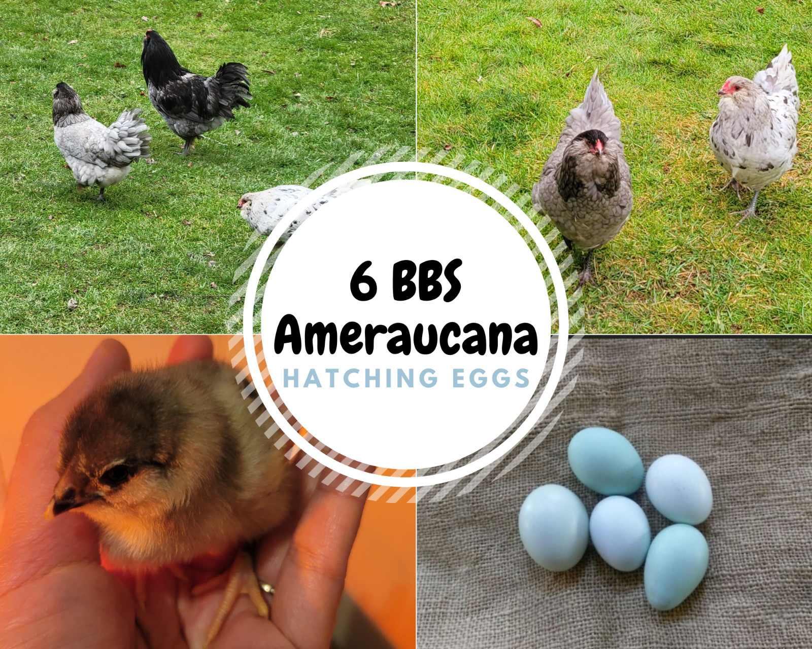 BBS Ameraucana Hatching Eggs 6 (Half Dozen) Fertile Eggs