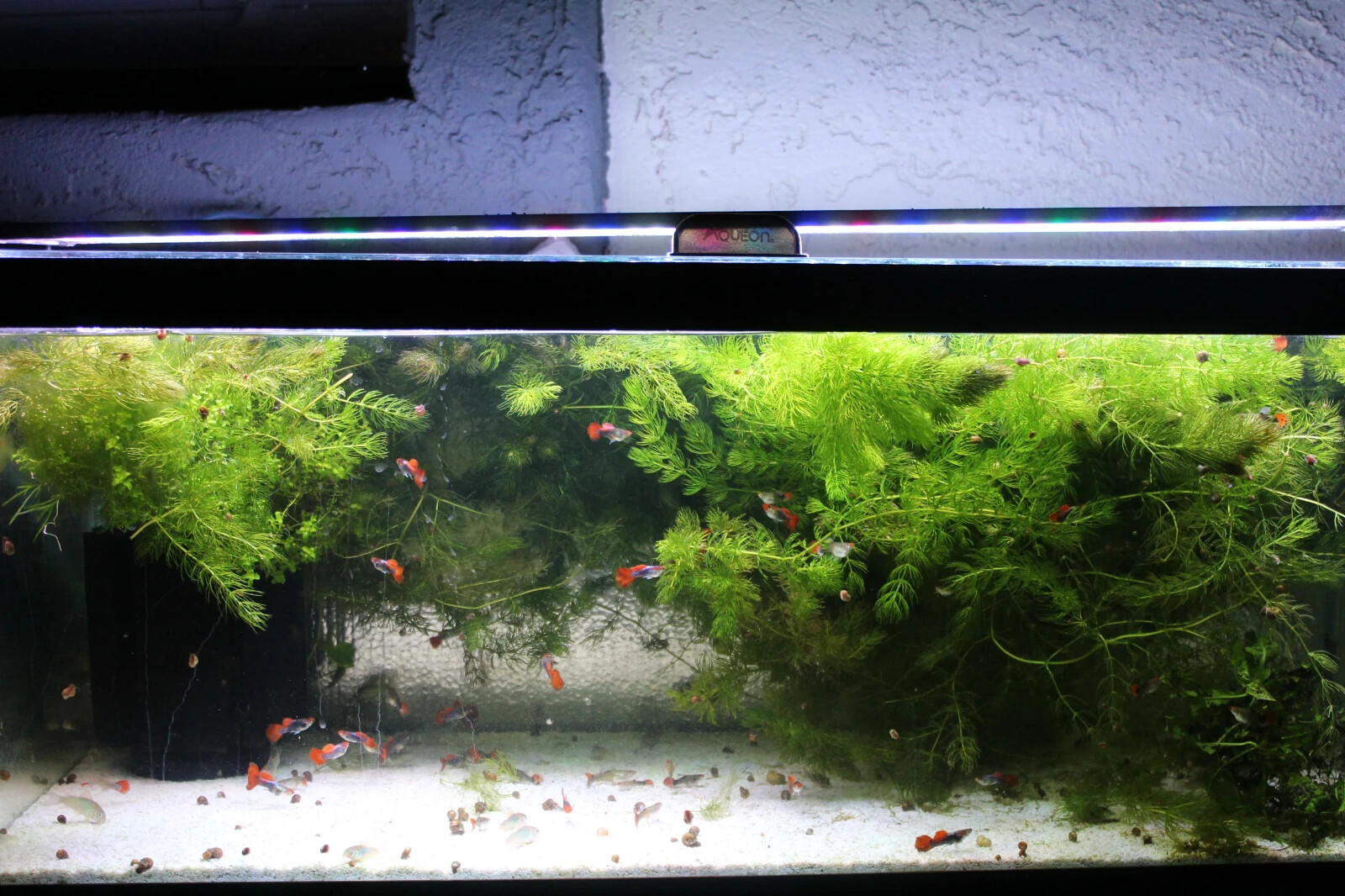 3+ Hornwort Live Aquarium Plants