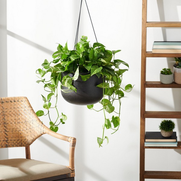 Safavieh RANCER PLANTER, Reduced Price 2172767892 PAT1527A