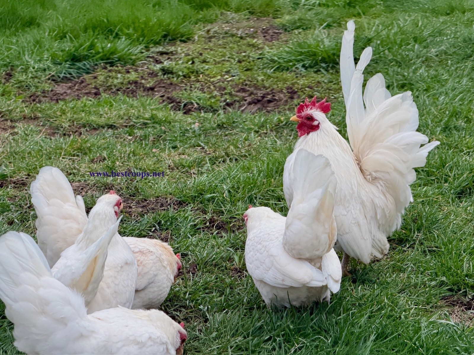 10+ White Serama Fertile Chicken Hatching Eggs