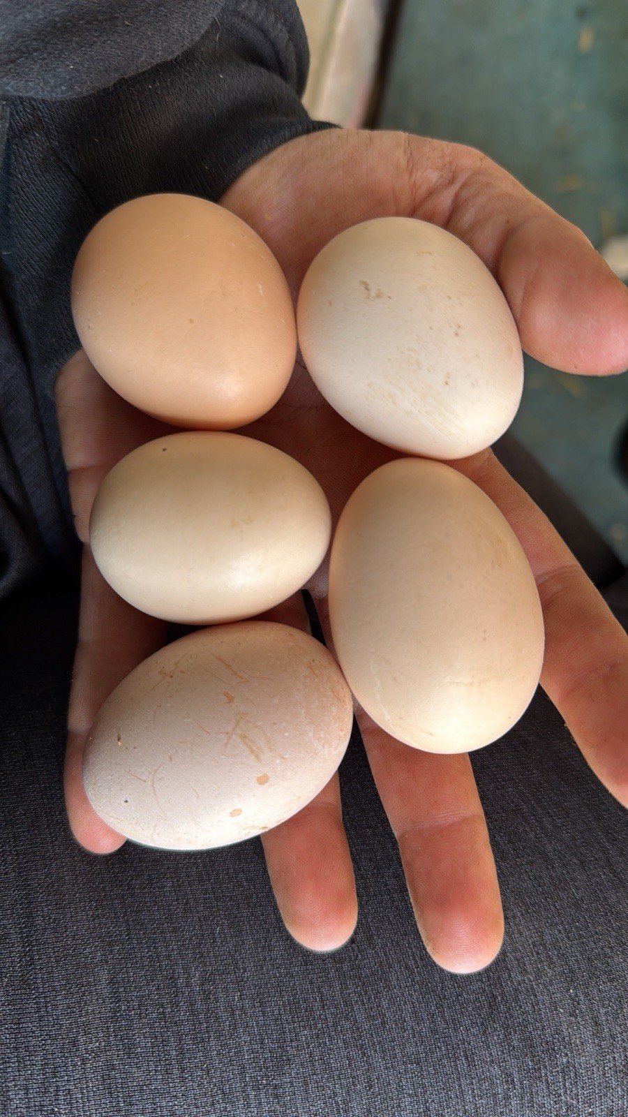 1 Dozen BYM Hatching Eggs, Possibility Of Pure Breeds, NICE BREEDS!!!