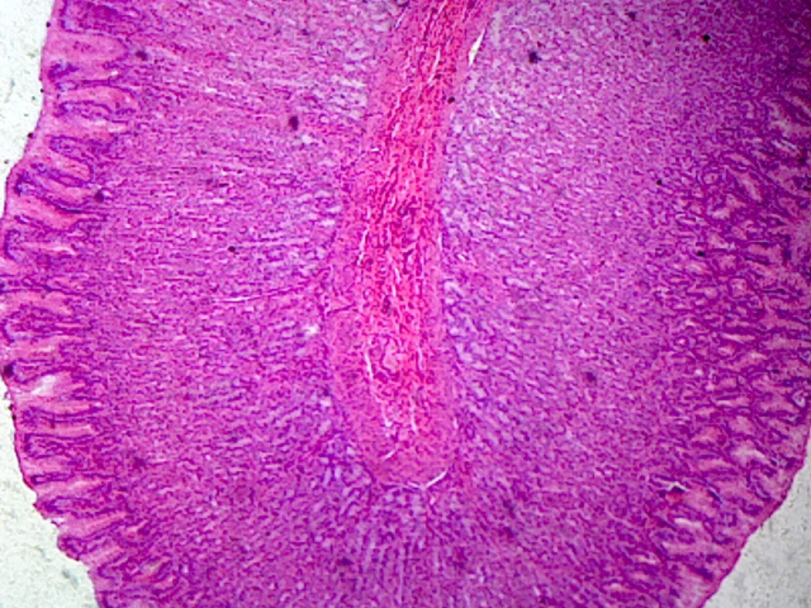 Fundic Region of Stomach; Mammalian; Showing General Structures of Tubular