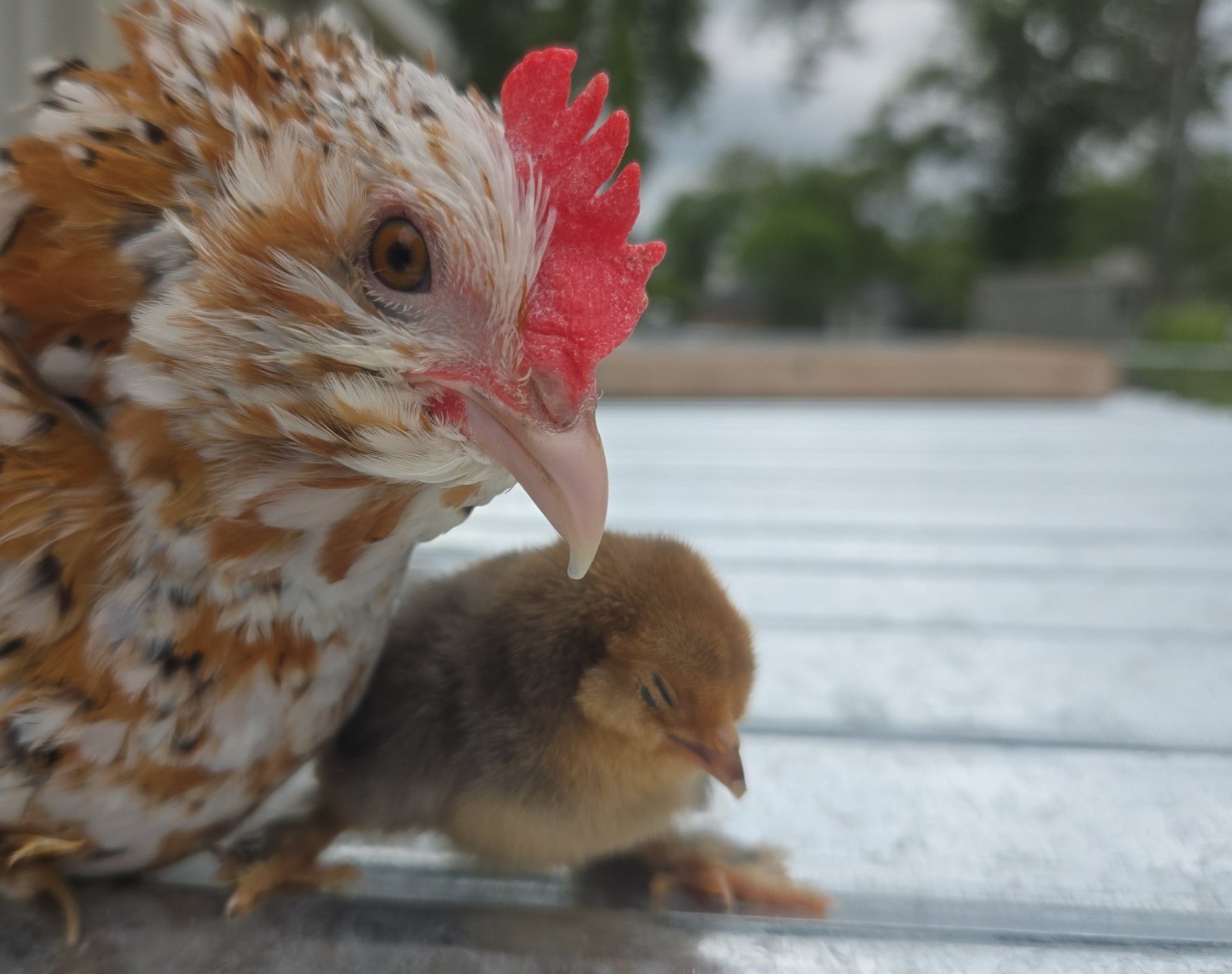 Belgian Bearded Mille Fleúr D'uccle Hatching Eggs (12+) NPIP Certified