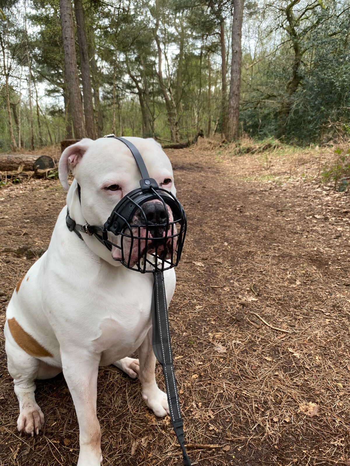 Strong Metal Wire Basket Dog Muzzle  for American Bully  , Bully XL & other