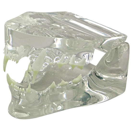 Feline CLEAR Teeth Jaw Anatomical Model wKey LFA#9191 Make Us An Offer SEE VIDEO