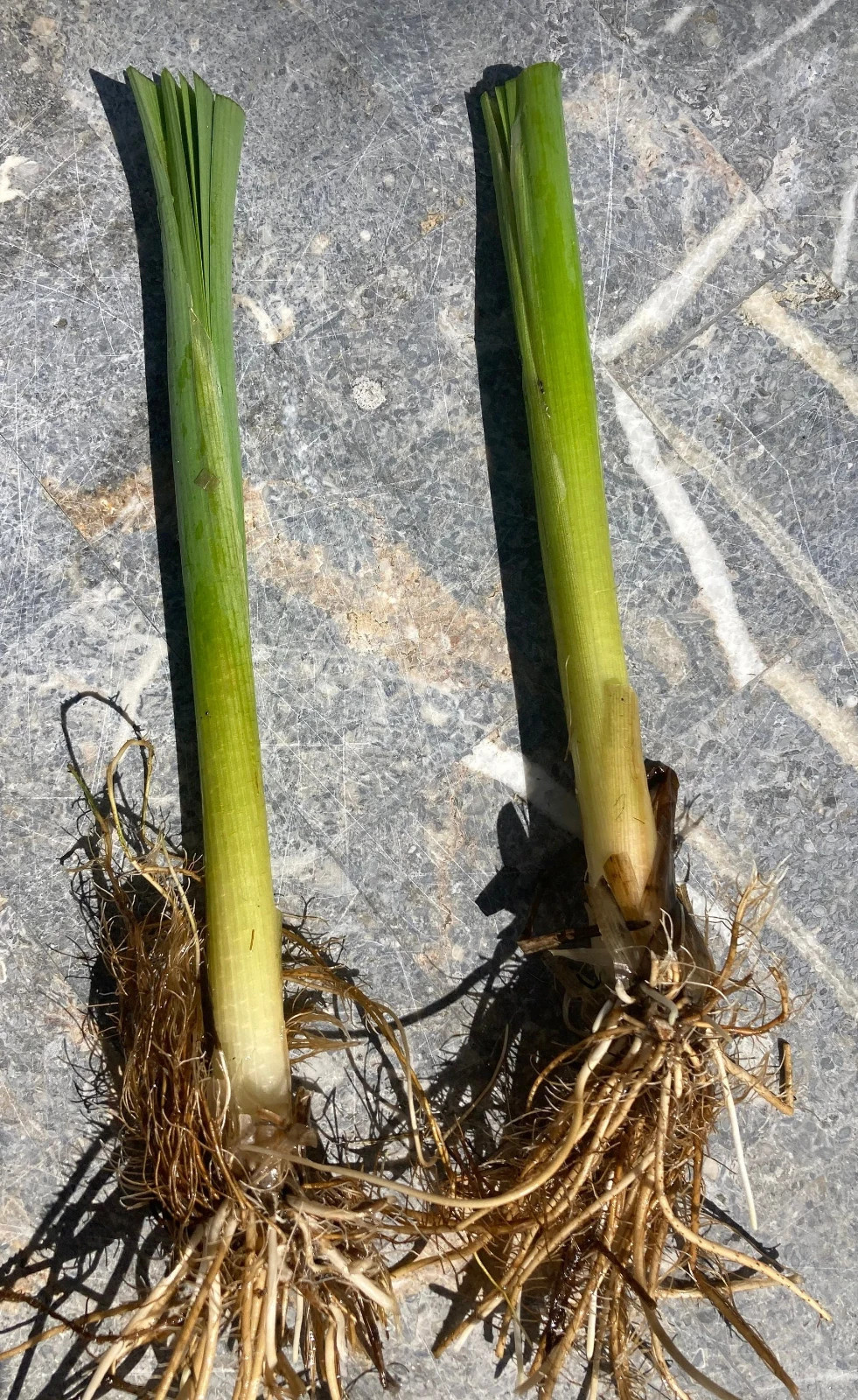 4 LIVE CATTAIL (CAT TAIL) PLANTS **FREE SHIPPING**