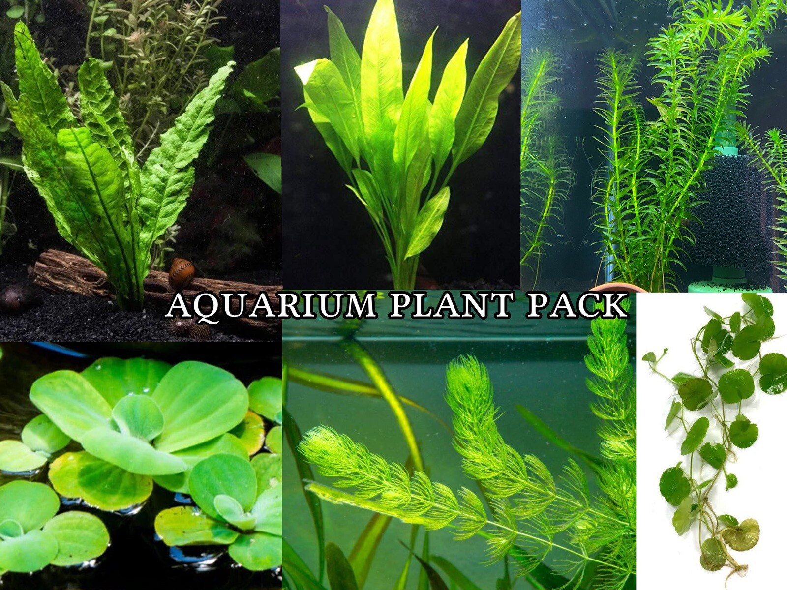 Beginner Friendly Easy Aquatic Plant GREENS Pack Fish Tank Aquarium Live Plants