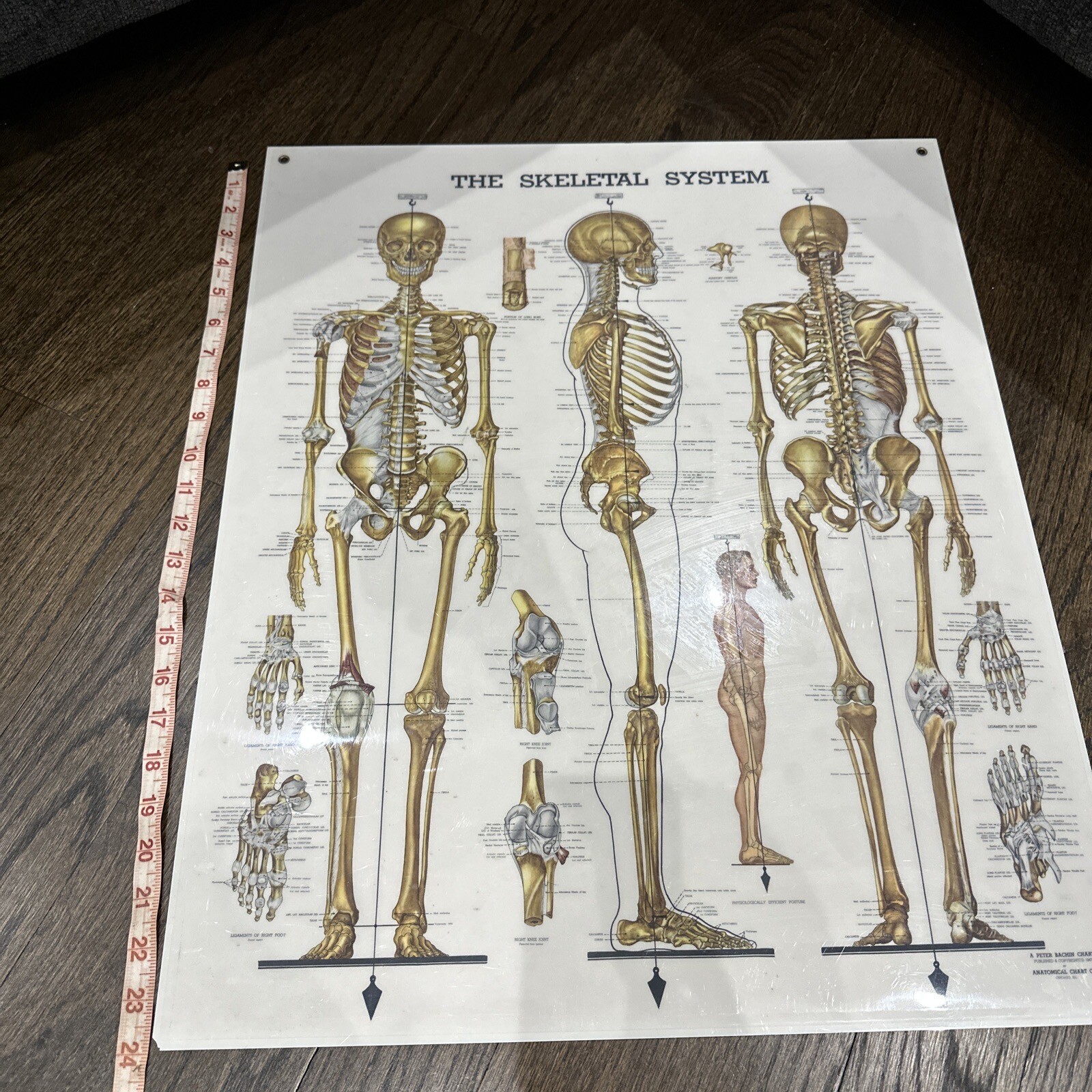 The Skeletal System Peter Bachin 1947 Original Vintage